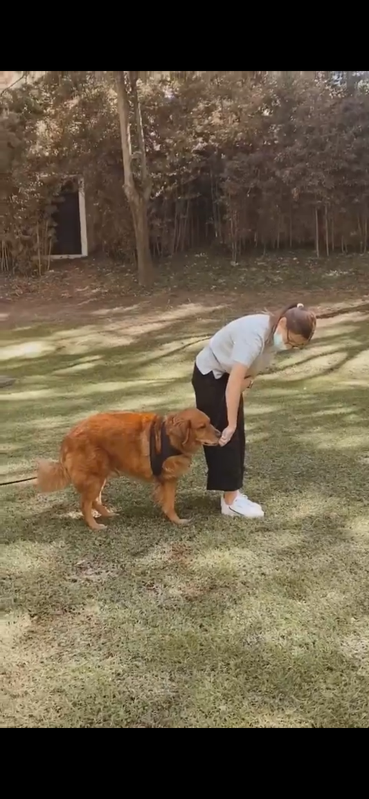 Should My Dog be in Heel Position During Our Walks?