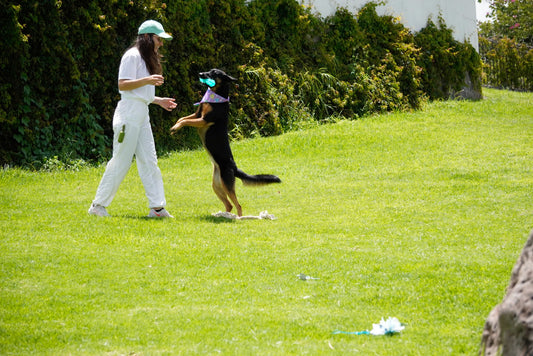 Beyond Training: Why We Are Always Educating Our Dogs