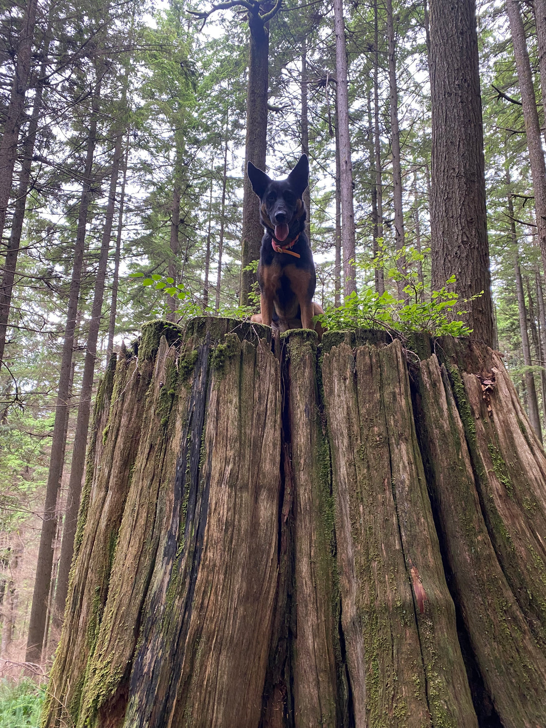 The Importance of Situational Awareness When Being Out with Your Dog