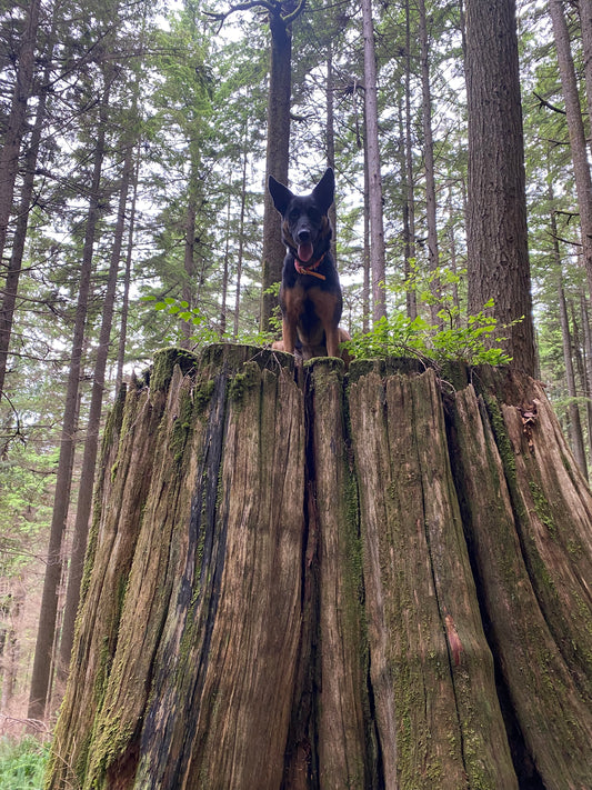 The Importance of Situational Awareness When Being Out with Your Dog