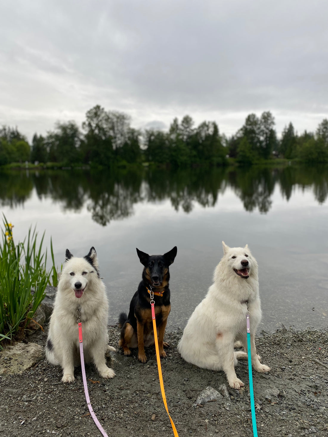 Balancing Individual Dog Needs in Multi-Dog Households