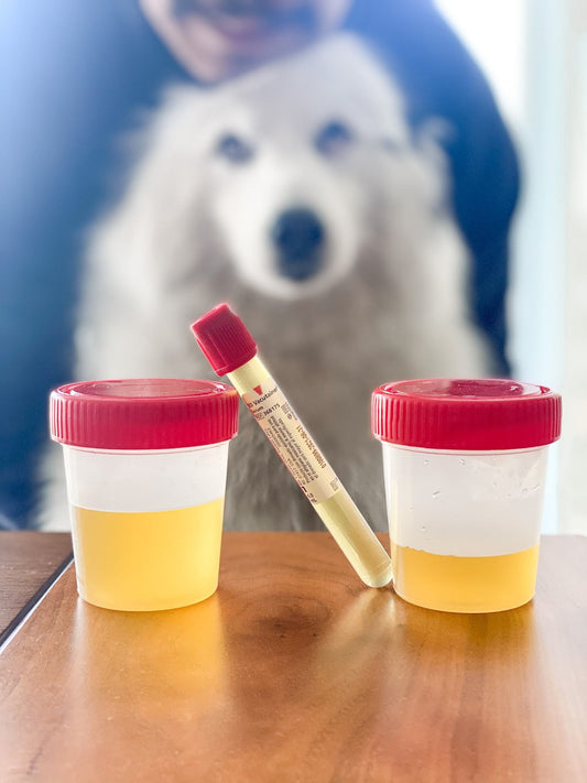 Preventative Care and First Aid Course