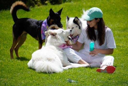 Basic Needs of a Dog