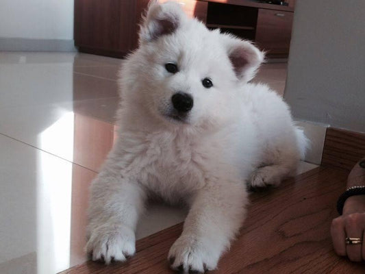 Before Your New Dog Get Home - Virtual